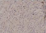 Phospho-RAD17 (Ser86) Antibody in Immunohistochemistry (Paraffin) (IHC (P))