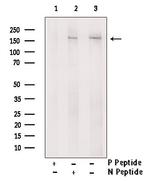 Phospho-NFAT5 (Ser134) Antibody in Western Blot (WB)