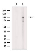 Phospho-KIF20A (Tyr869) Antibody in Western Blot (WB)