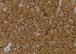 Phospho-OXSR1 (Ser339) Antibody in Immunohistochemistry (Paraffin) (IHC (P))