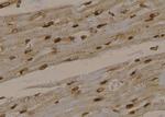 Phospho-LDHA (Tyr10) Antibody in Immunohistochemistry (Paraffin) (IHC (P))