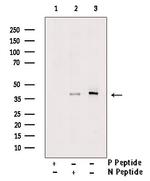 Phospho-LDHA (Tyr10) Antibody in Western Blot (WB)