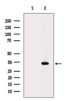 Phospho-LDHA (Tyr239) Antibody in Western Blot (WB)