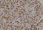 Phospho-EIF2S1 (Tyr150) Antibody in Immunohistochemistry (Paraffin) (IHC (P))