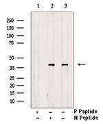 Phospho-EIF2S1 (Tyr150) Antibody in Western Blot (WB)