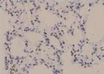 Phospho-PKC beta-1 (Thr642, Thr644) Antibody in Immunohistochemistry (Paraffin) (IHC (P))