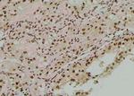 Phospho-Fyn (Tyr213, Tyr214) Antibody in Immunohistochemistry (Paraffin) (IHC (P))