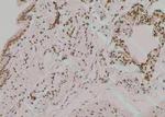 Phospho-Fyn (Tyr213, Tyr214) Antibody in Immunohistochemistry (Paraffin) (IHC (P))