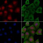 Phospho-EEF2 (Tyr443) Antibody in Immunocytochemistry (ICC/IF)