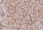 Phospho-EEF2 (Tyr443) Antibody in Immunohistochemistry (Paraffin) (IHC (P))