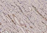 Phospho-TPT1 (Ser53) Antibody in Immunohistochemistry (Paraffin) (IHC (P))