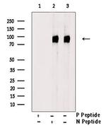 Phospho-BRAF (Ser729) Antibody in Western Blot (WB)