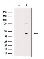 Phospho-CREB (Thr100) Antibody in Western Blot (WB)