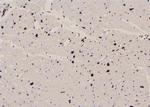 Phospho-CREB (Thr100) Antibody in Immunohistochemistry (Paraffin) (IHC (P))