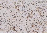 Phospho-CREB (Thr100) Antibody in Immunohistochemistry (Paraffin) (IHC (P))