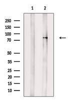 Phospho-PKC alpha (Tyr195) Antibody in Western Blot (WB)