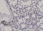 Phospho-JunB (Thr255) Antibody in Immunohistochemistry (Paraffin) (IHC (P))