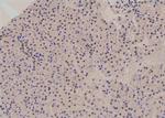 Phospho-JunB (Ser259) Antibody in Immunohistochemistry (Paraffin) (IHC (P))