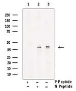 Phospho-JunB (Ser259) Antibody in Western Blot (WB)