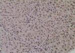 Phospho-UBF-1 (Thr117) Antibody in Immunohistochemistry (Paraffin) (IHC (P))