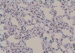 Phospho-UBF-1 (Thr117) Antibody in Immunohistochemistry (Paraffin) (IHC (P))