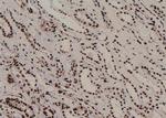 Phospho-JunD (Ser259) Antibody in Immunohistochemistry (Paraffin) (IHC (P))