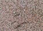 Phospho-JunD (Ser259) Antibody in Immunohistochemistry (Paraffin) (IHC (P))