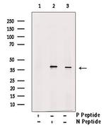 Phospho-JunD (Ser259) Antibody in Western Blot (WB)