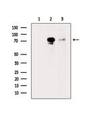 Phospho-Synapsin 1 (Ser427) Antibody in Western Blot (WB)