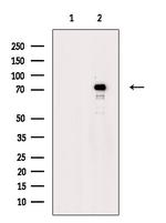 Phospho-Synapsin 1 (Ser427) Antibody in Western Blot (WB)