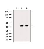 Phospho-PKA alpha/beta/gamma (Thr198) Antibody in Western Blot (WB)