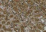 Phospho-PKA alpha/beta/gamma (Thr198) Antibody in Immunohistochemistry (Paraffin) (IHC (P))