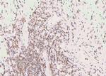 Phospho-EIF4B (Ser497) Antibody in Immunohistochemistry (Paraffin) (IHC (P))