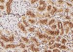 Phospho-EIF4B (Ser497) Antibody in Immunohistochemistry (Paraffin) (IHC (P))