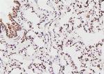 Phospho-EIF4B (Ser497) Antibody in Immunohistochemistry (Paraffin) (IHC (P))