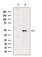 Phospho-GATA2 (Ser401) Antibody in Western Blot (WB)