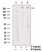 Phospho-RNA pol II CTD (Tyr145) Antibody in Western Blot (WB)