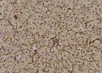 Phospho-EphA2 (Thr587) Antibody in Immunohistochemistry (Paraffin) (IHC (P))