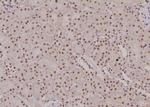 Phospho-MCM4 (Ser88) Antibody in Immunohistochemistry (Paraffin) (IHC (P))