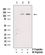 Phospho-SREBP1 (Ser338) Antibody in Western Blot (WB)