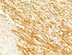 Phospho-SREBP1 (Ser338) Antibody in Immunohistochemistry (Paraffin) (IHC (P))