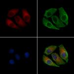 Phospho-GluR1 (Ser836) Antibody in Immunocytochemistry (ICC/IF)