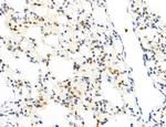 Phospho-GluR1 (Ser836) Antibody in Immunohistochemistry (Paraffin) (IHC (P))