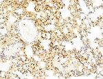 Phospho-WASP (Tyr291) Antibody in Immunohistochemistry (Paraffin) (IHC (P))