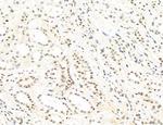 Phospho-WASP (Tyr291) Antibody in Immunohistochemistry (Paraffin) (IHC (P))