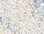 Phospho-WASP (Tyr291) Antibody in Immunohistochemistry (Paraffin) (IHC (P))