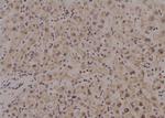 Phospho-CrkL (Tyr251) Antibody in Immunohistochemistry (Paraffin) (IHC (P))