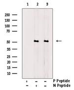 Phospho-GSK3 alpha (Ser282) Antibody in Western Blot (WB)