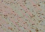 Phospho-CDK7 (Ser164) Antibody in Immunohistochemistry (Paraffin) (IHC (P))