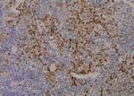 Phospho-CDK9 (Ser347) Antibody in Immunohistochemistry (Paraffin) (IHC (P))